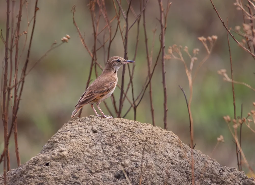 Dick Schnabel-Erdhacker (Geositta crassirostris)