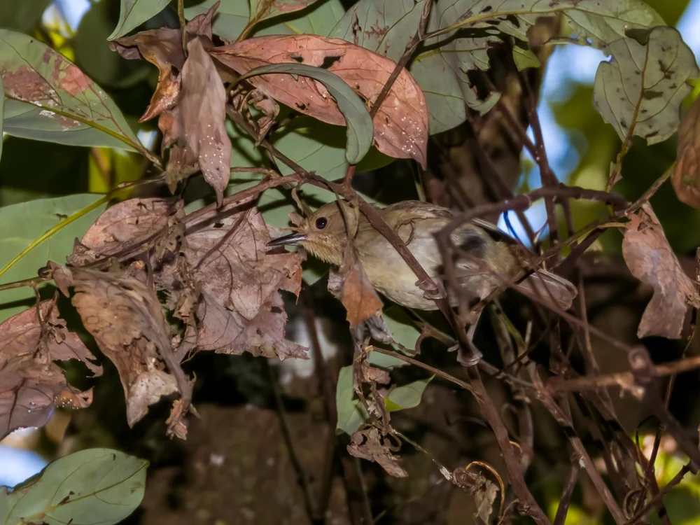 Dick Schnabel-Seidenlaubsänger (Sericornis magnirostra)
