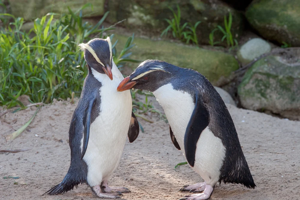 Dick Schnabelpinguin (Eudyptes pachyrhynchus)