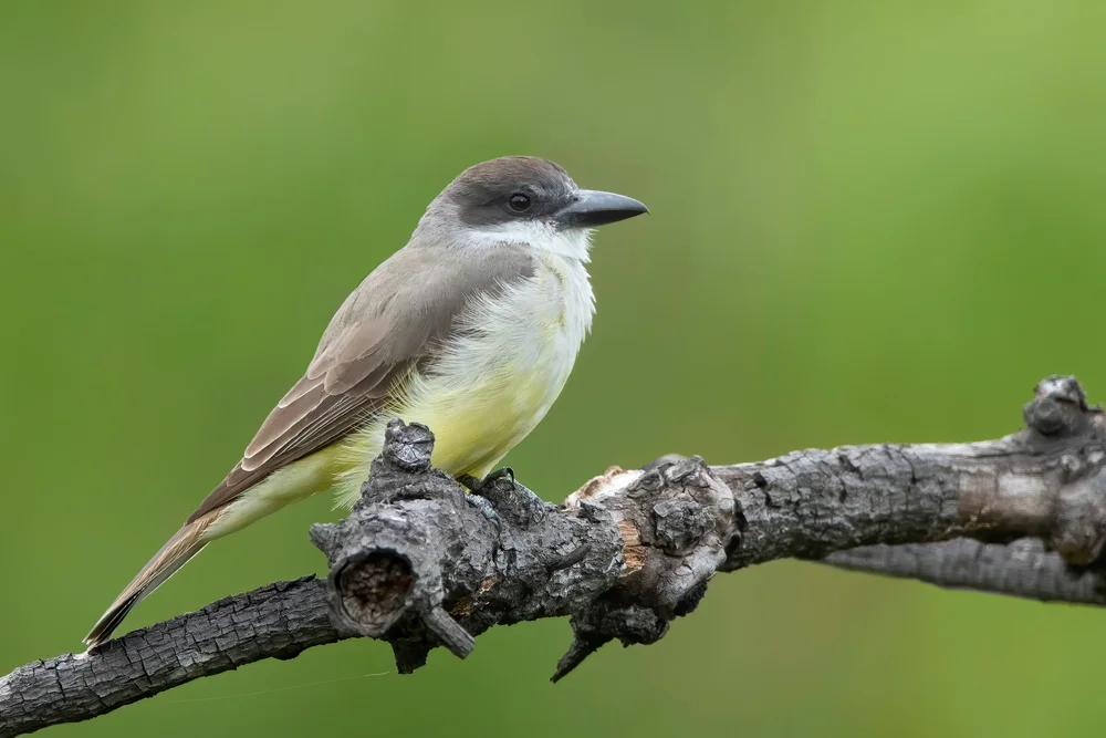 Dickchnabel-Königstyrann (Tyrannus crassirostris)