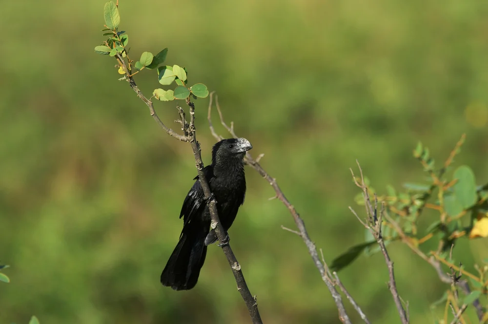 Dickchnabel-Reisammer (Oryzoborus crassirostris)