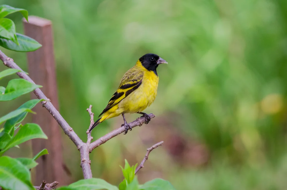 Dickchnabelzeisig (Spinus cressirostr)