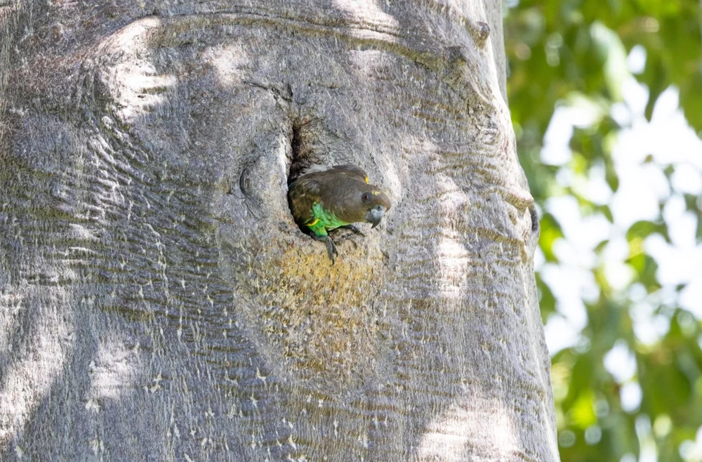 Dicker Papagei (Poicephalus crassus)