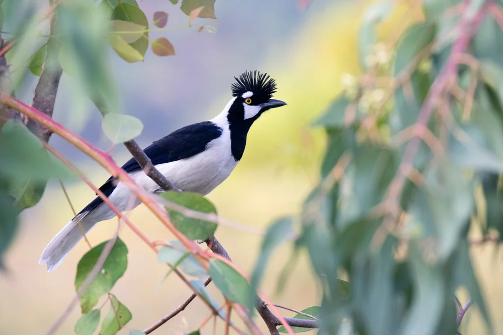 Dickeys Gaiskönig (Cyanocorax dickeyi)