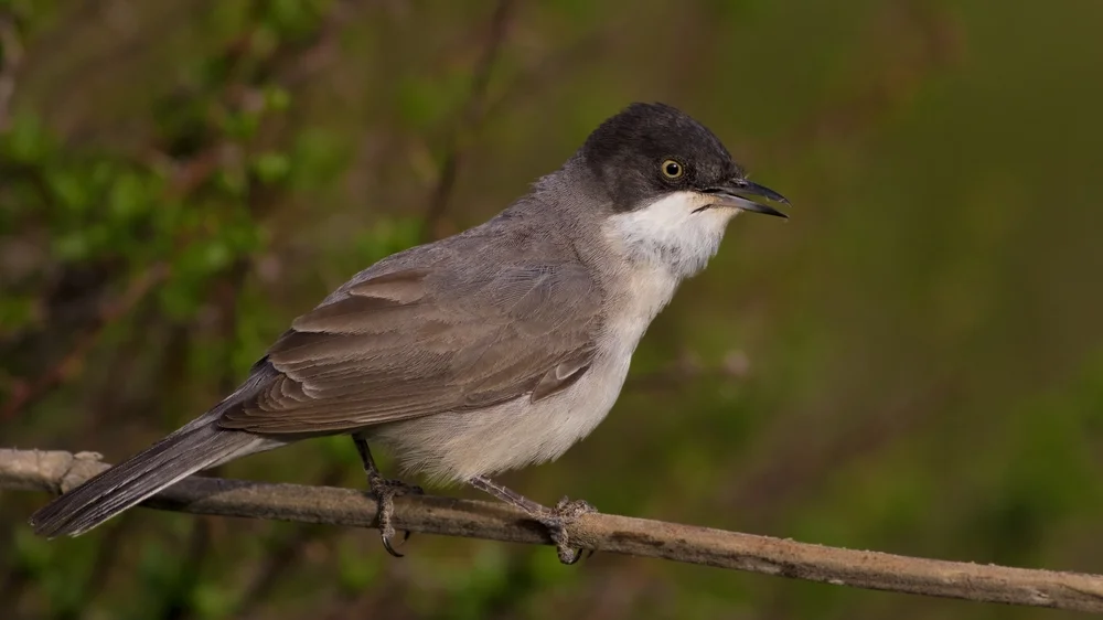 Dickflügel-Grasmücke (Curruca crassirostris)