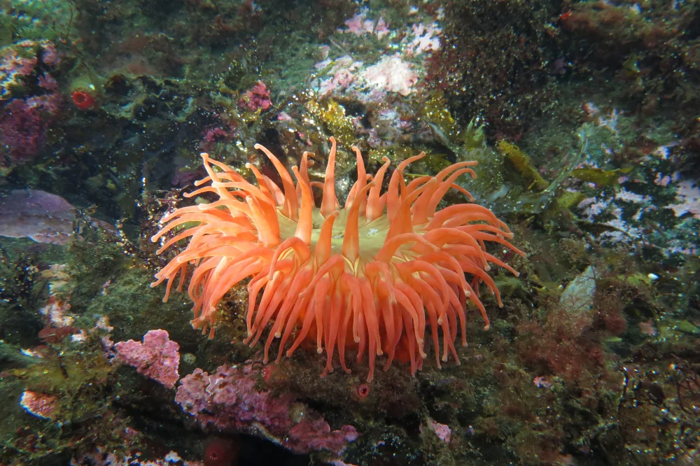 Dickhörnige Seerose