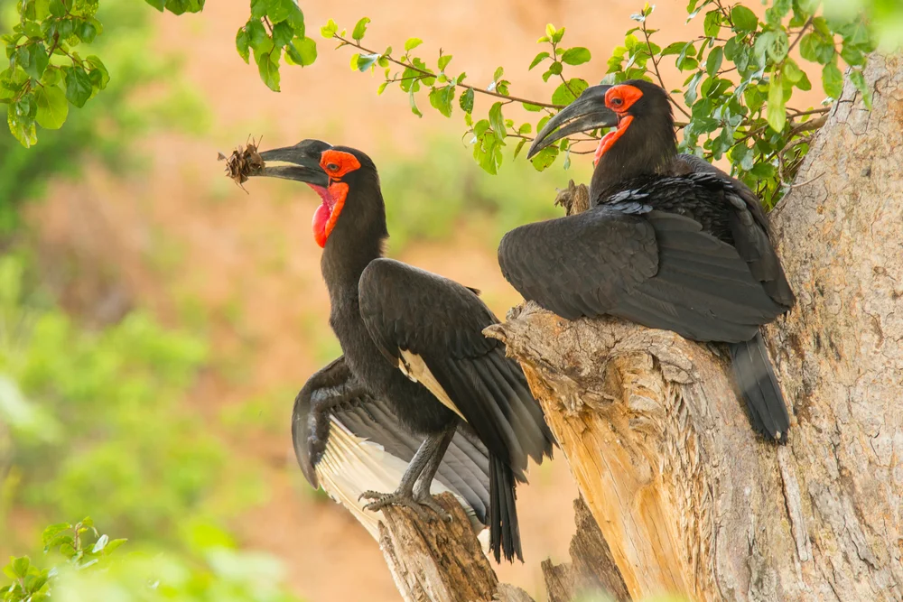 Dickkopfgeier (Bucorvus leadbeateri)