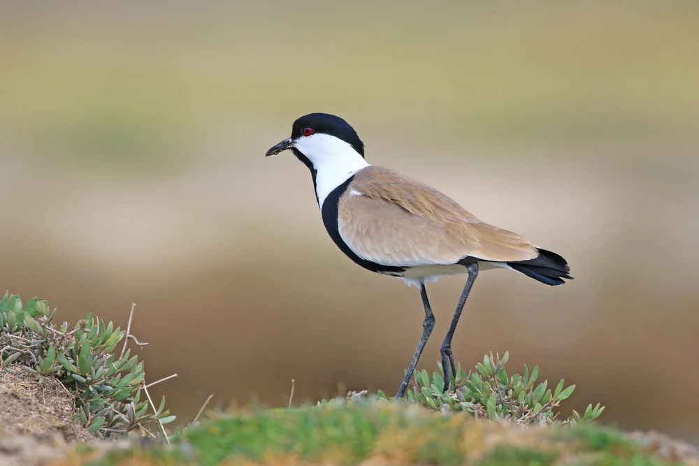 Dickschenkel-Spornkiebitz (Vanellus crassirostris)