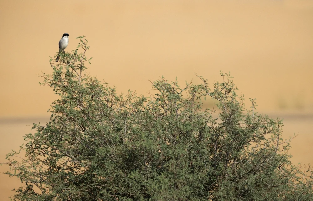 Dickschnabel-Honigfresser (Clytorhynchus pachycephaloides)