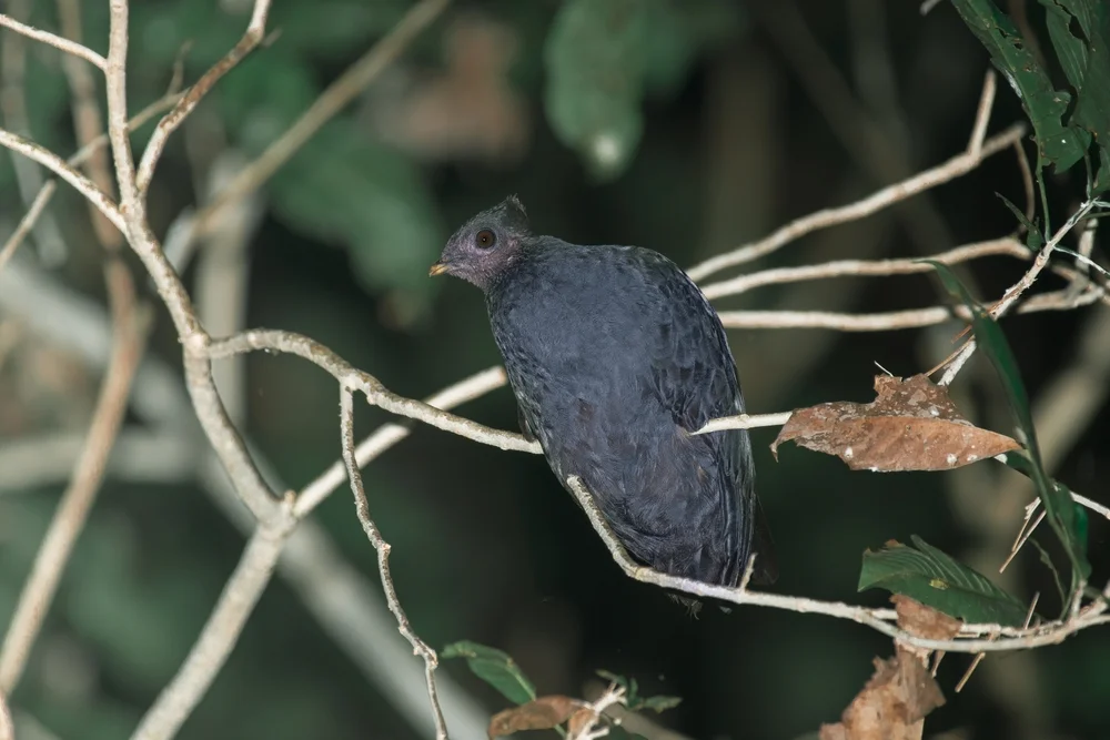 Dickschnabel-Megapode (Megapodius freycinet)