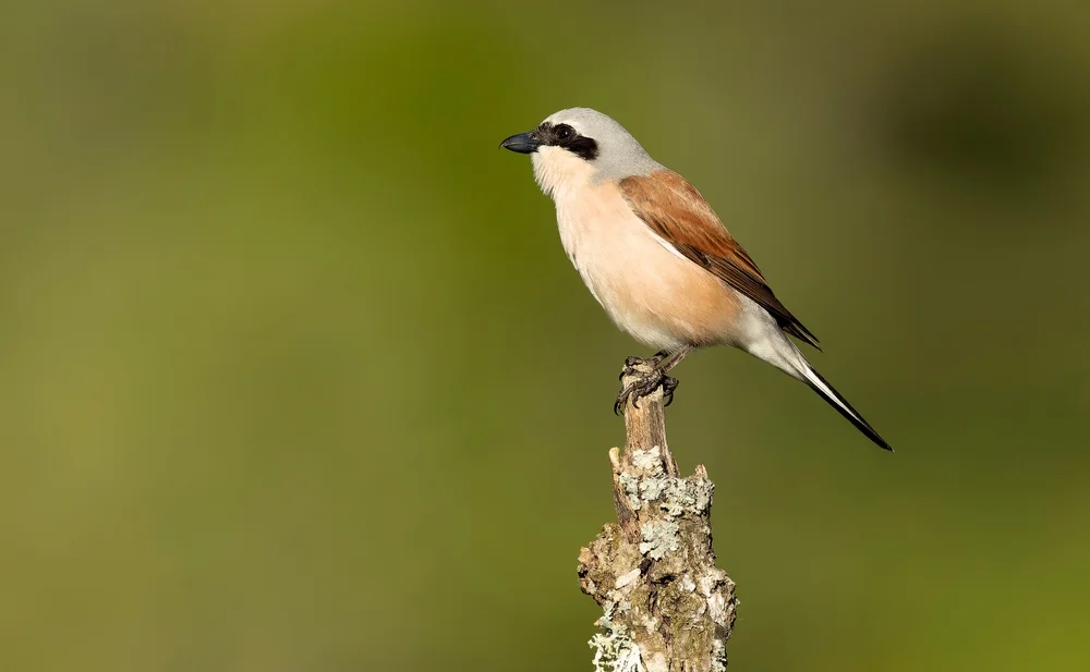 Dickschnabeldrossling (Chlorophoneus bocagei)