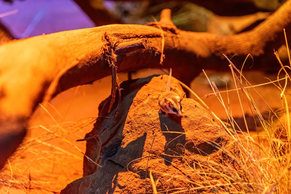 Dickschwänzige Schmalfußbeutelmaus