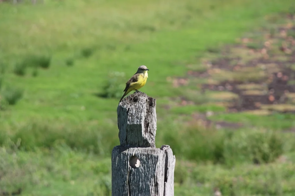 Dinelli-Dorngrasmücke (Pseudocolopteryx dinelliana)