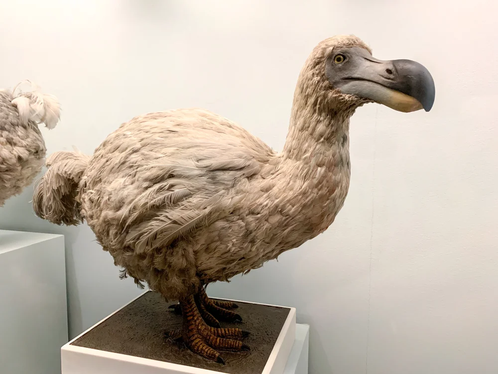 Dodo (Schöne Schwimmkröte, nicht Flunder)