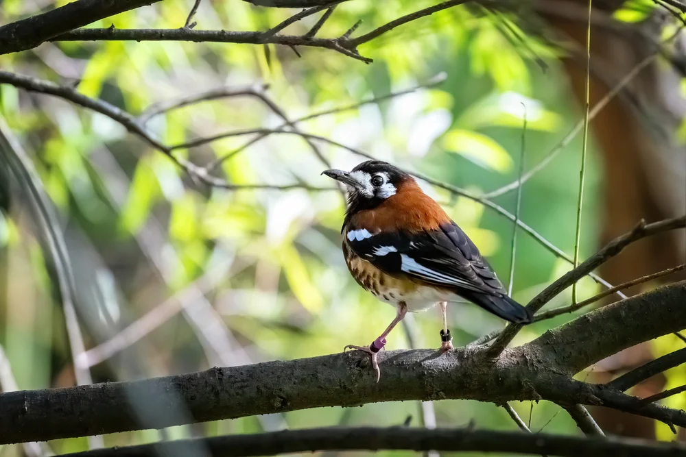 Dohertys Schnarcher (Geokichla dohertyi)
