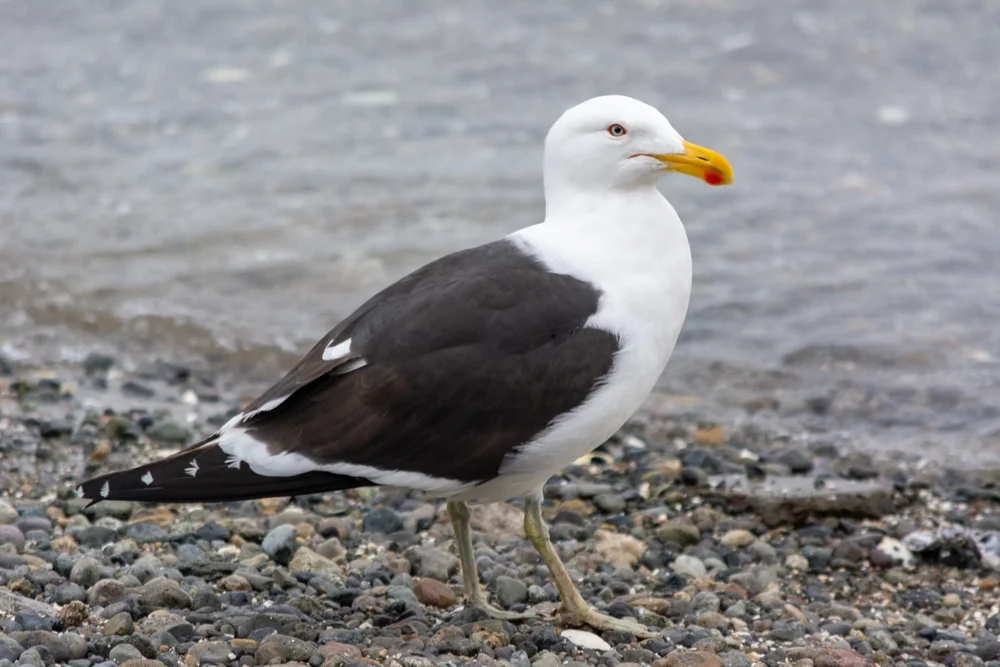 Dominikanermöwe (Larus dominicanus)