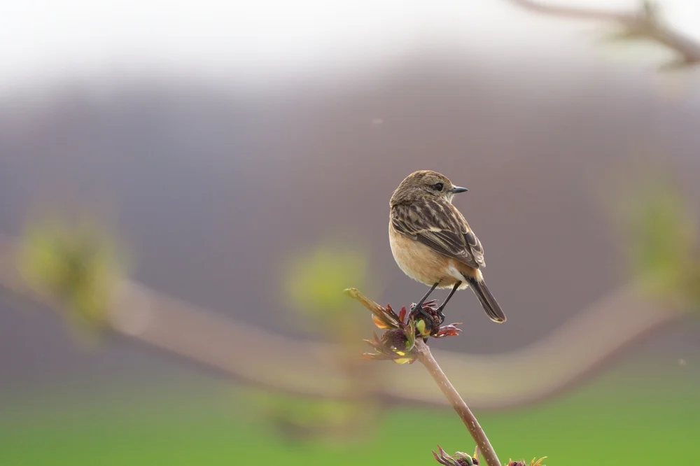 Donaldson-Girlitz (Serinus donaldsoni)