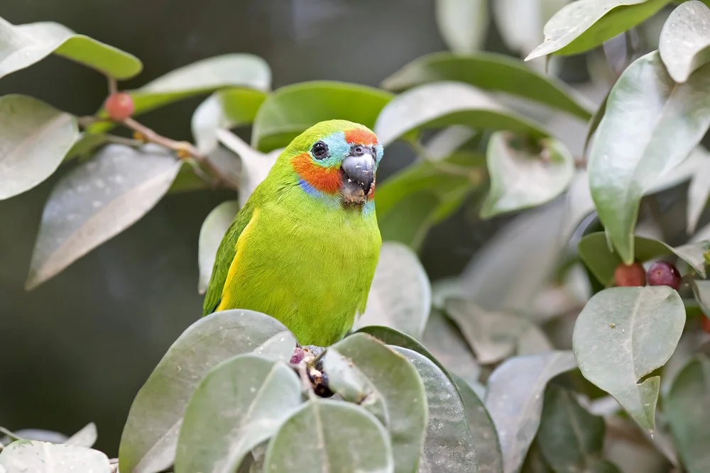 Doppelaugensittich (Cyclopsitta diophthalma)