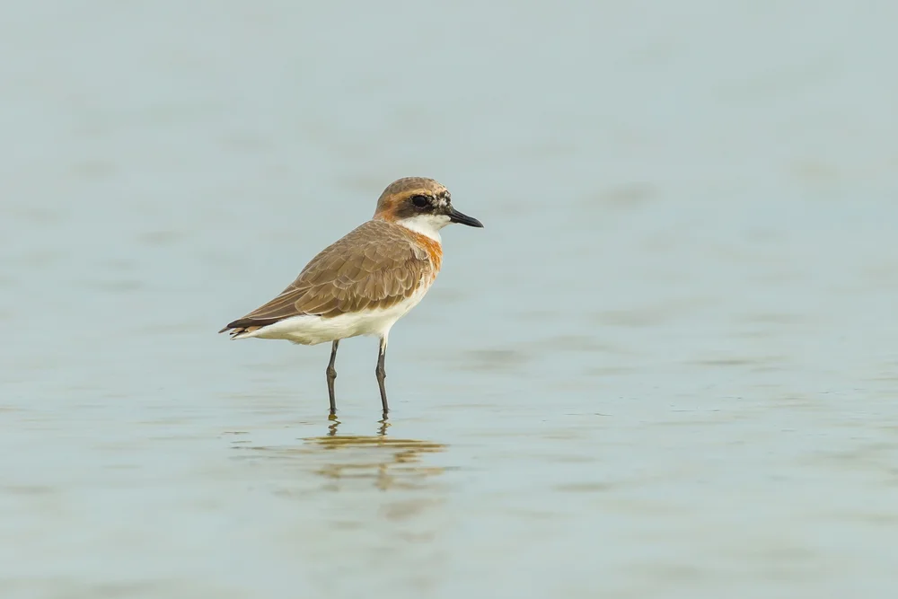 Doppelbandregenpfeifer (Charadrius bicinctus)