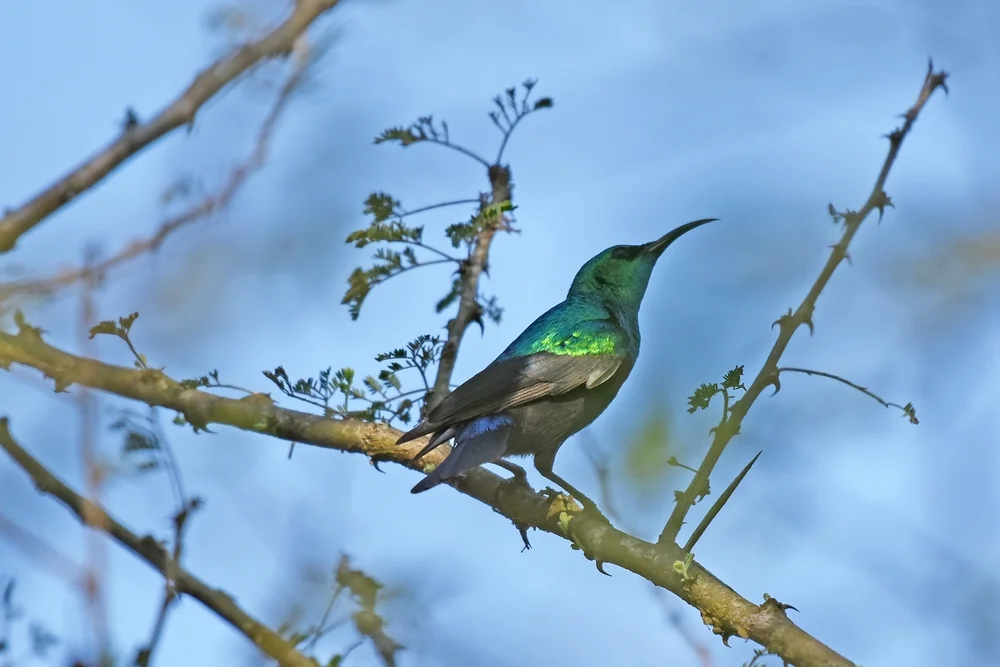 Doppelbinden-Nektarvogel (Cinnyris bifasciatus)