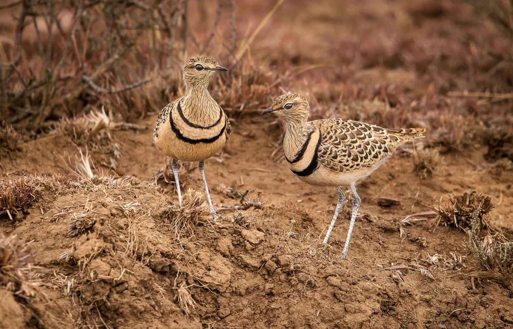 Doppelschleier-Laufhühnchen (Rhinoptilus africanus)
