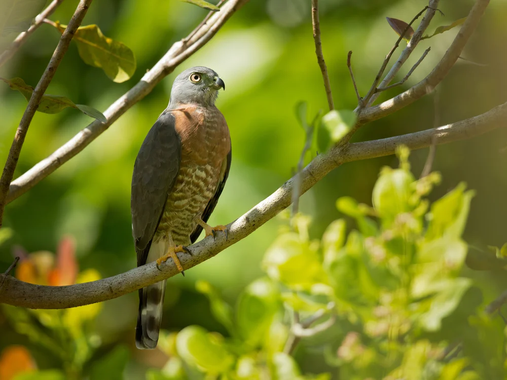 Doppelzähniger Habicht (Harpagus bidentatus)
