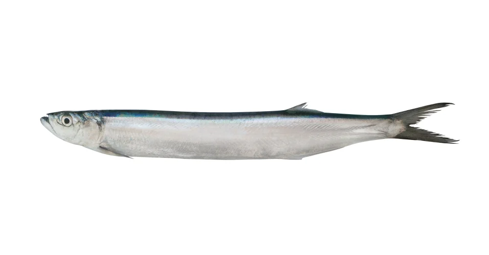 Dorab-Fächerfisch (Chirocentrus dorab)