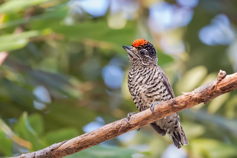 Dorbignys Zwergspecht (Picumnus dorbignyanu)