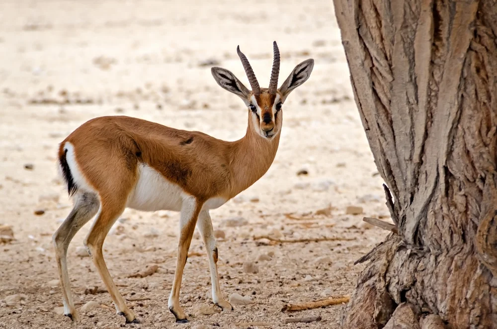 Dorkasgazelle