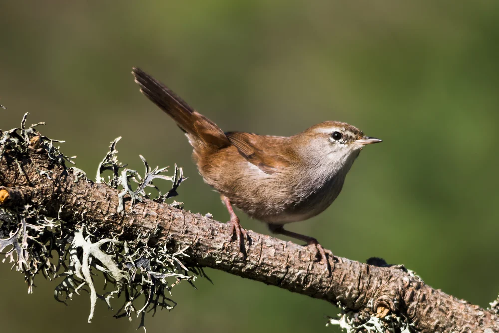 Dornbuschsänger (Gelbbauch-Zweigsänger)