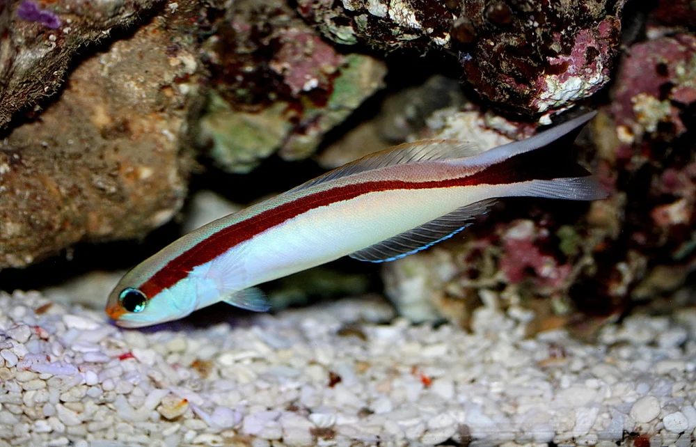 Dornenbarsche (Malacanthidae)