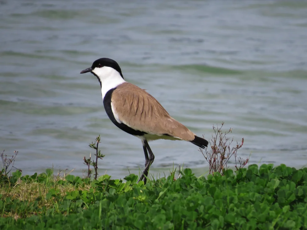 Dornenkiebitz (Vanellus spinosus)