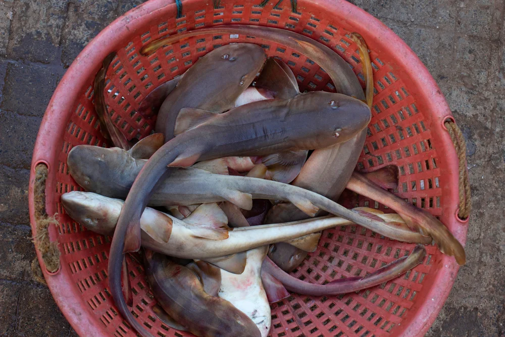 Dornhaie (Squalidae)