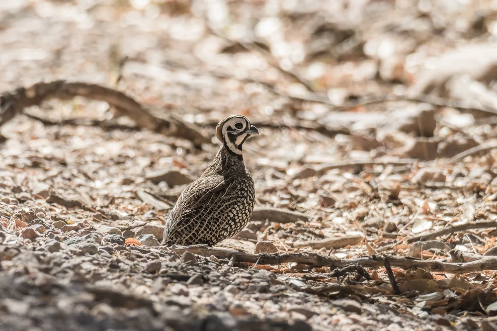 Douglashuhn (Callipepla douglasii)