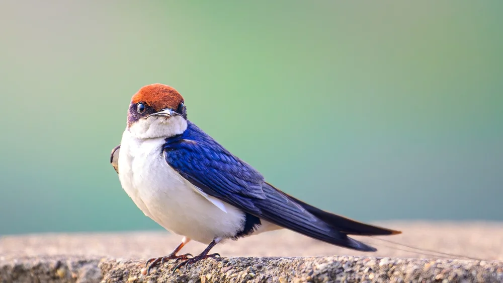 Drachenschwalbe (Hirundo smithii)