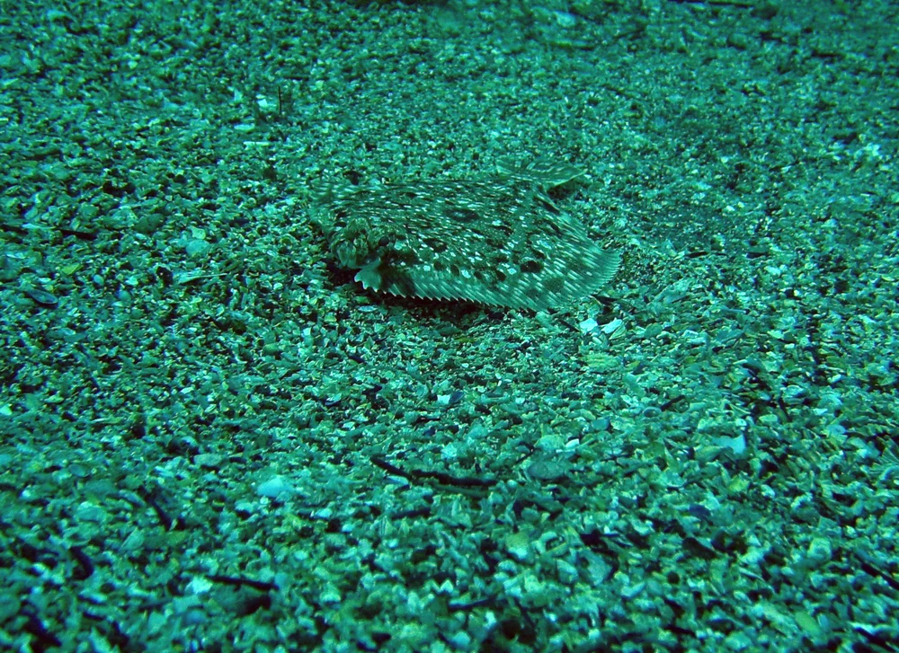 Dreckiger Linsenbutt (Citharichthys sordidus)
