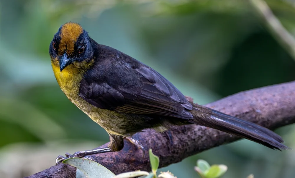 Dreifarben-Buschammer (Atlapetes tricolor)