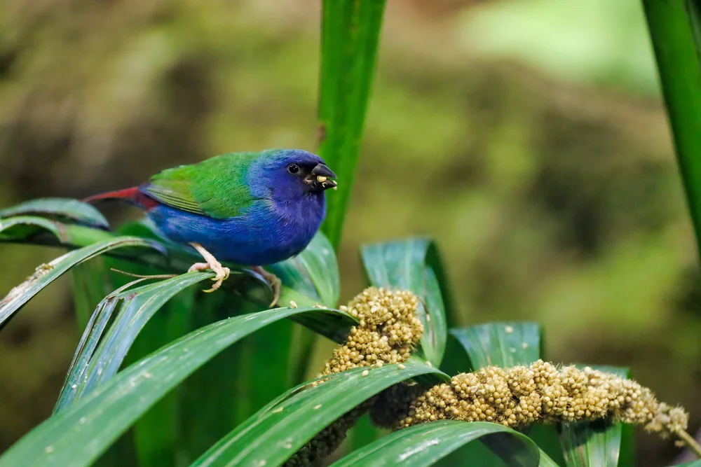 Dreifarben-Prachtfink (Erythrura tricolor)