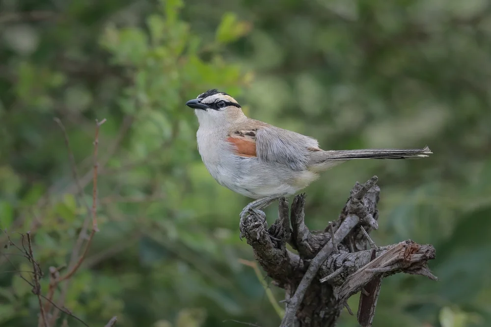 Dreifarben-Tschagra (Tchagra tchagra)