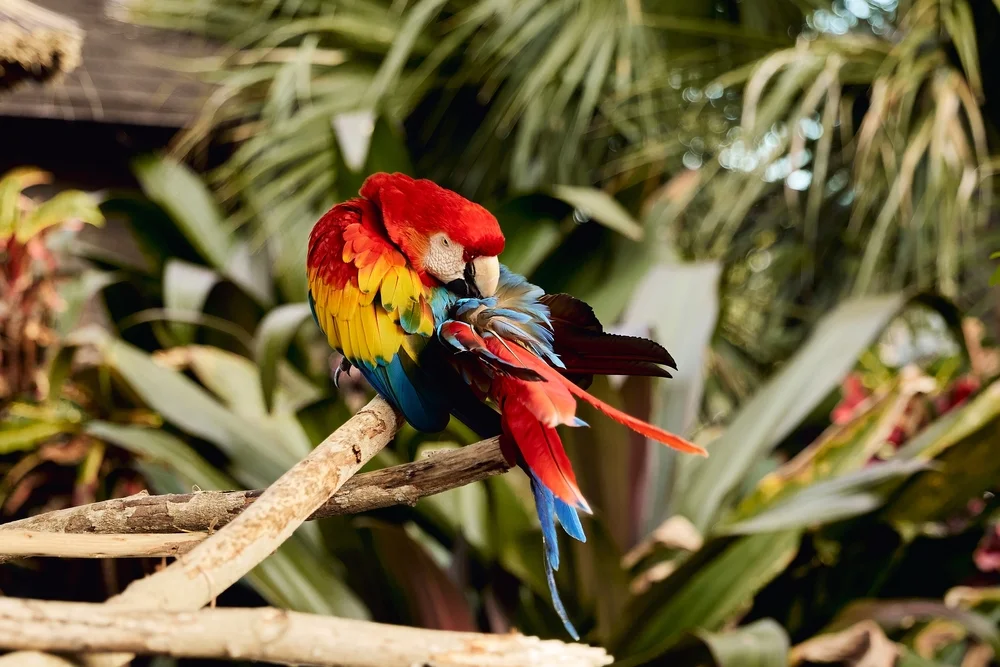 Dreifarbenara (Ara tricolor)