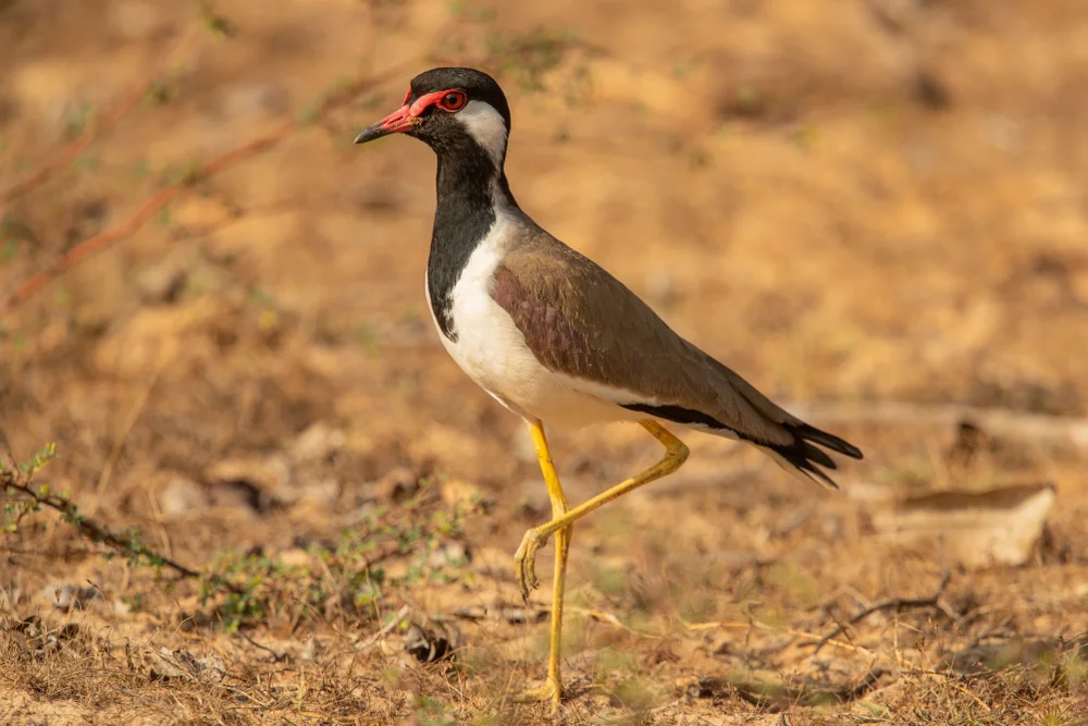 Dreifarbenkiebitz (Vanellus tricolor)