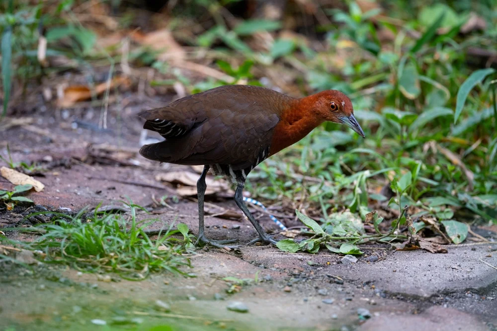 Dreifarbenralle (Rallina tricolor)