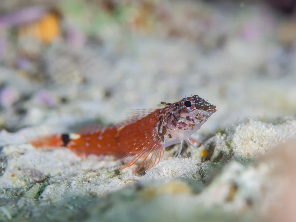 Dreiflossen-Schleimfische (Tripterygiidae)