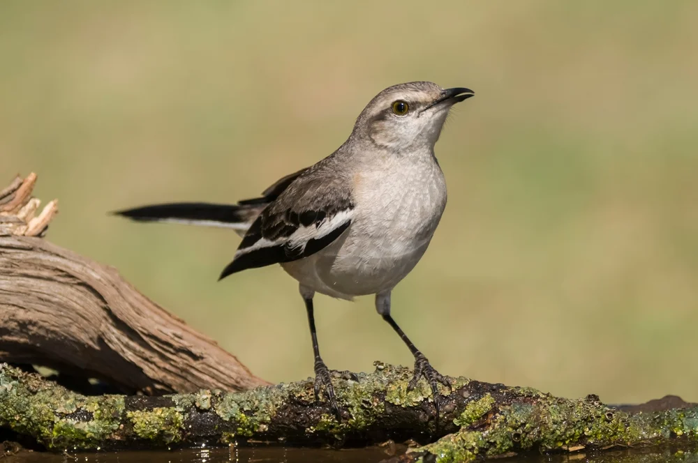 Dreischwanz-Spottdrossel (Mimus triurus)