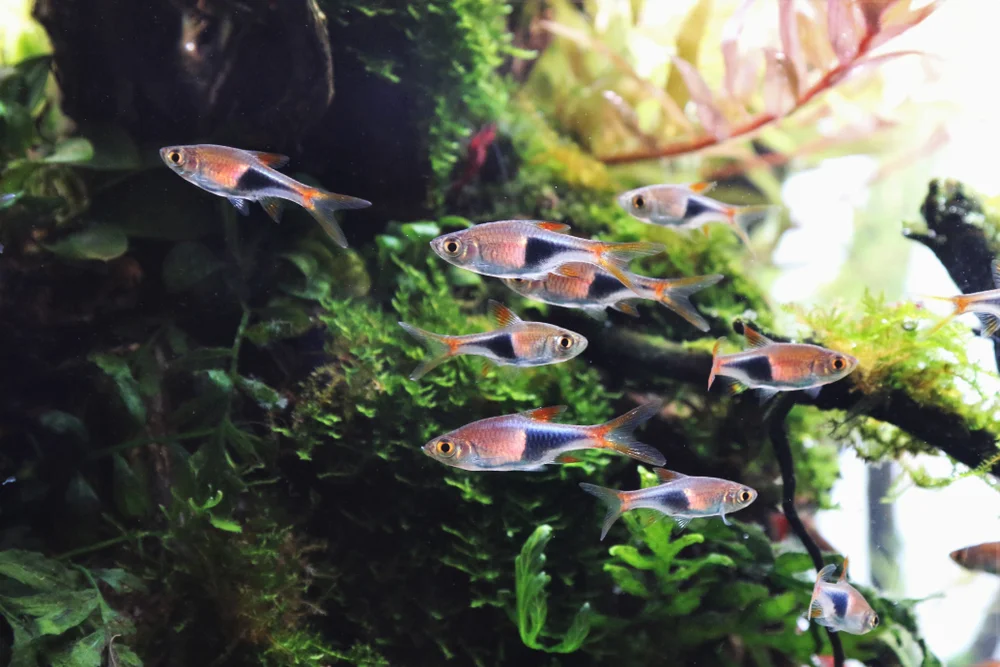 Dreistreifen-Rasbora (Rasbora trilineata)