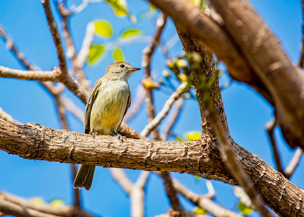 Dreistreifen-Zwergtyrann (Conopias trivirgatus)