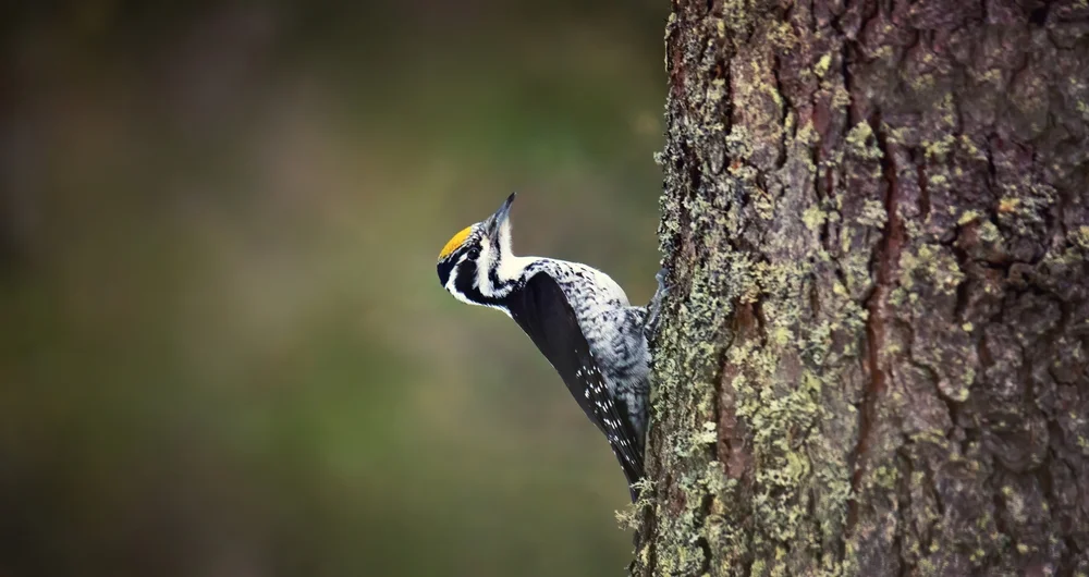 Dreizehenspecht (Picoides tridactylus)