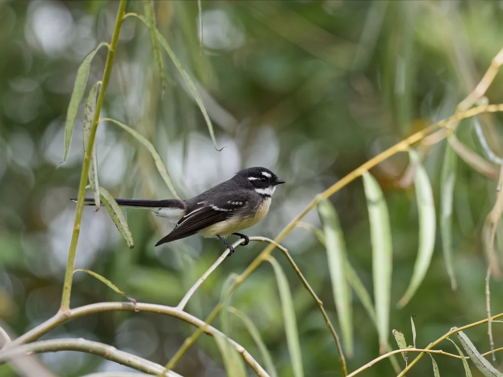 Drowne-Fächerschwanz (Rhipidura drownei)