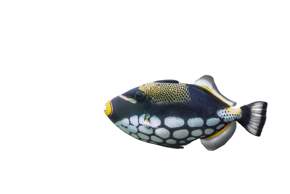 Drückerfische (Balistidae)