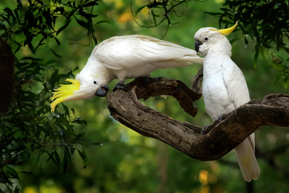 Ducorp-Kakadu (Cacatua ducorpsii)